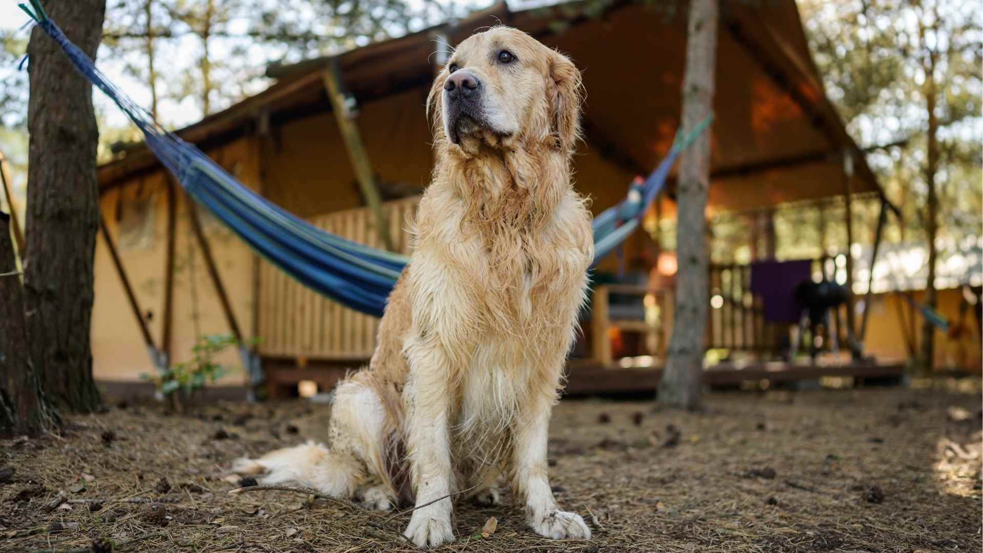 Camping petfriendly